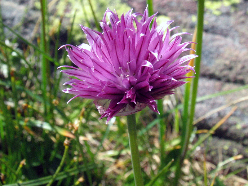 Allium schoenoprasum L.